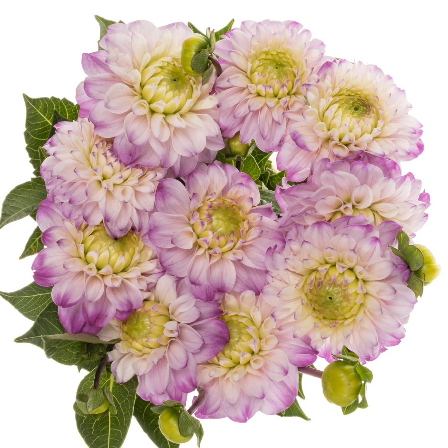 Dahlia lila/weiss Genova 45cm