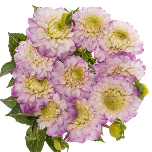 Dahlia lila/weiss Genova 45cm
