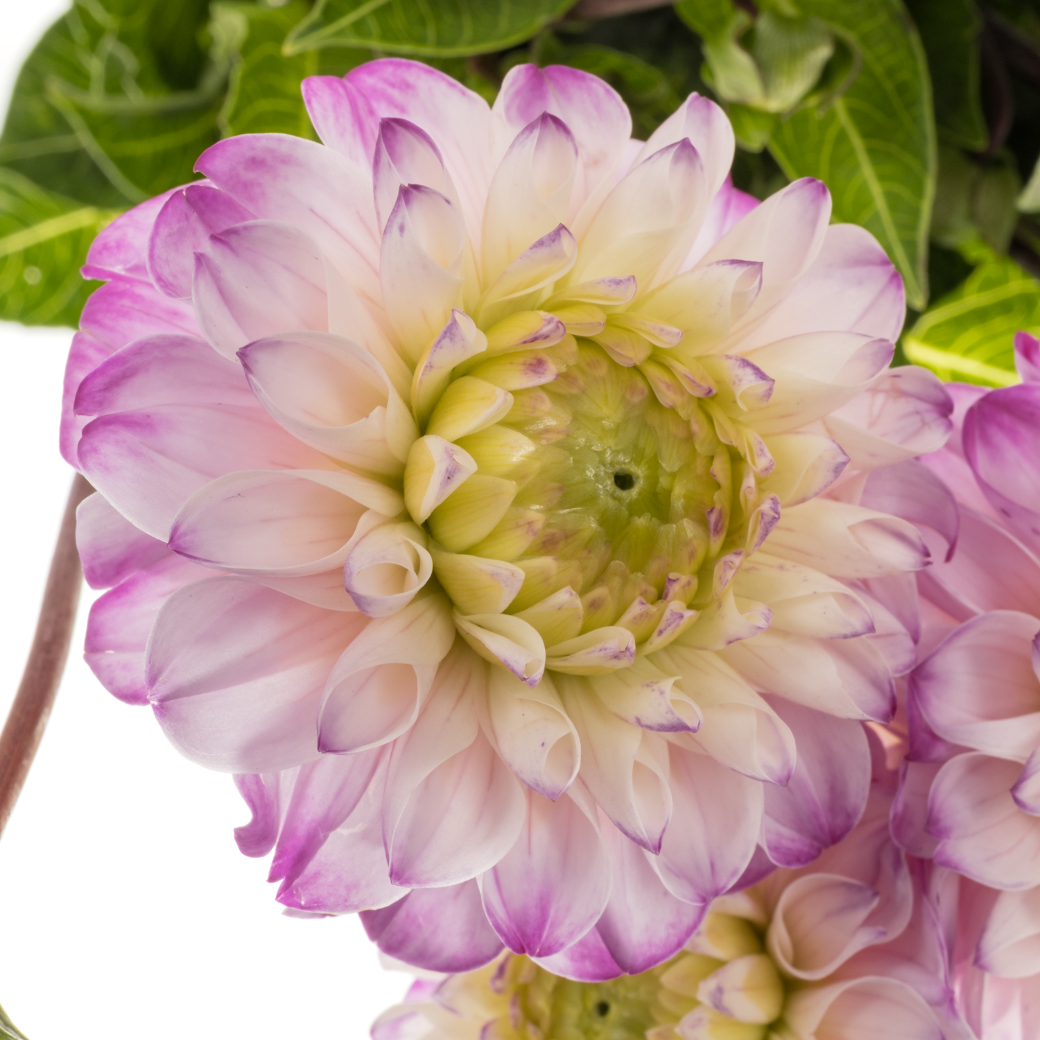 Dahlia lila/weiss Genova 45cm