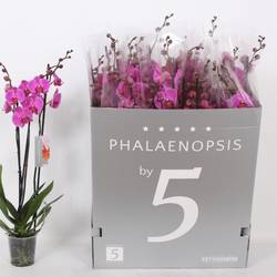 Phal.3-R lila T12 H060
