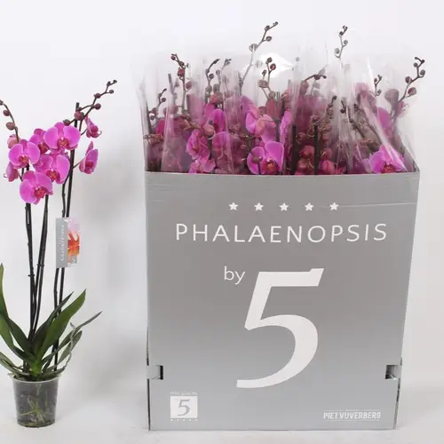 Phal.3-R lila T12 H060