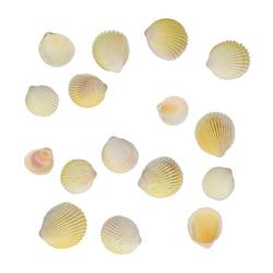 Muscheln Cardium 500gr Flavus Natur