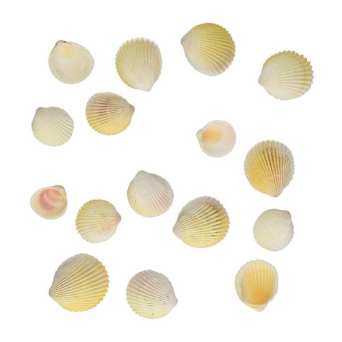 Muscheln Cardium 500gr Flavus Natur