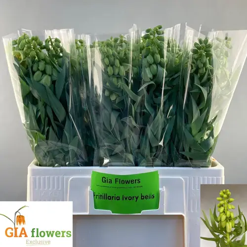 Fritilaria grün persica Ivory Bells 60cm