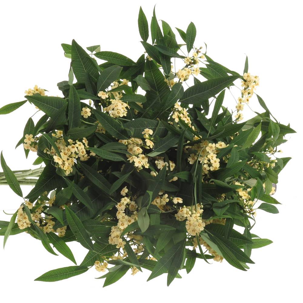 Euphorbia creme Tros Kamm Blüte 15cm 80cm