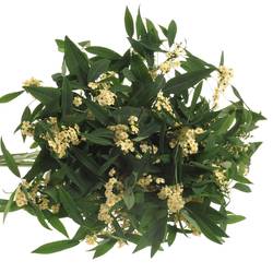 Euphorbia creme Tros Kamm Blüte 15cm 80cm