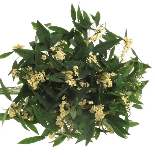 Euphorbia creme Tros Kamm Blüte 15cm 80cm