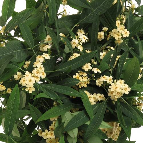Euphorbia creme Tros Kamm Blüte 15cm 80cm