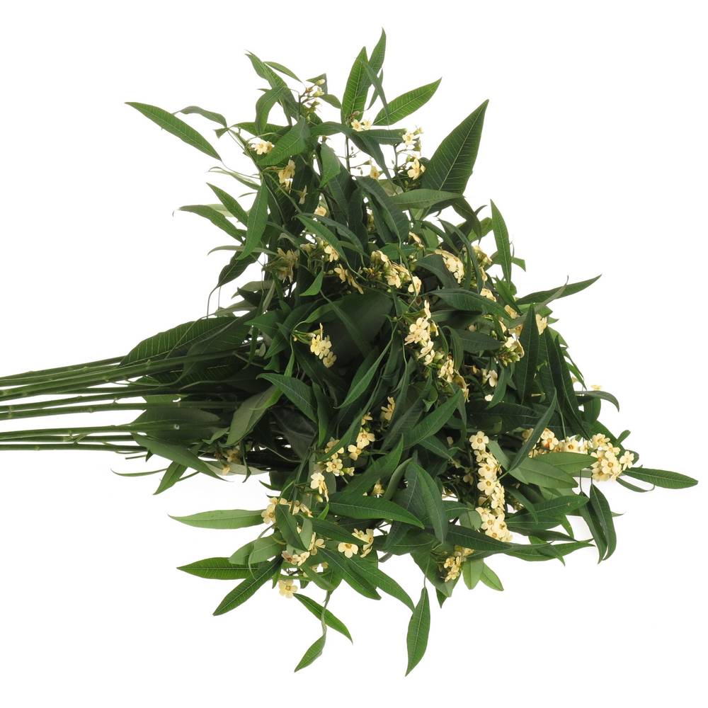Euphorbia creme Tros Kamm Blüte 15cm 80cm