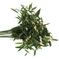 Euphorbia creme Tros Kamm Blüte 15cm 80cm