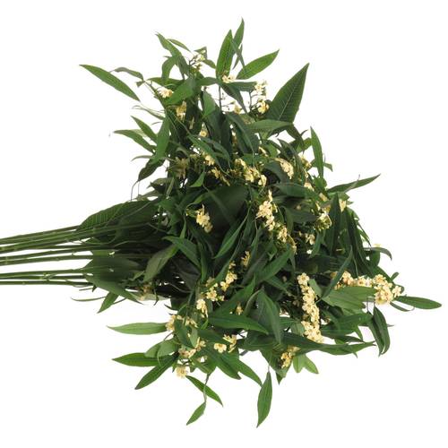 Euphorbia creme Tros Kamm Blüte 15cm 80cm