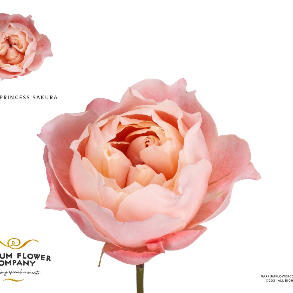 Rose rosa Princess Sakura 50cm