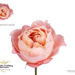 Rose rosa Princess Sakura 50cm