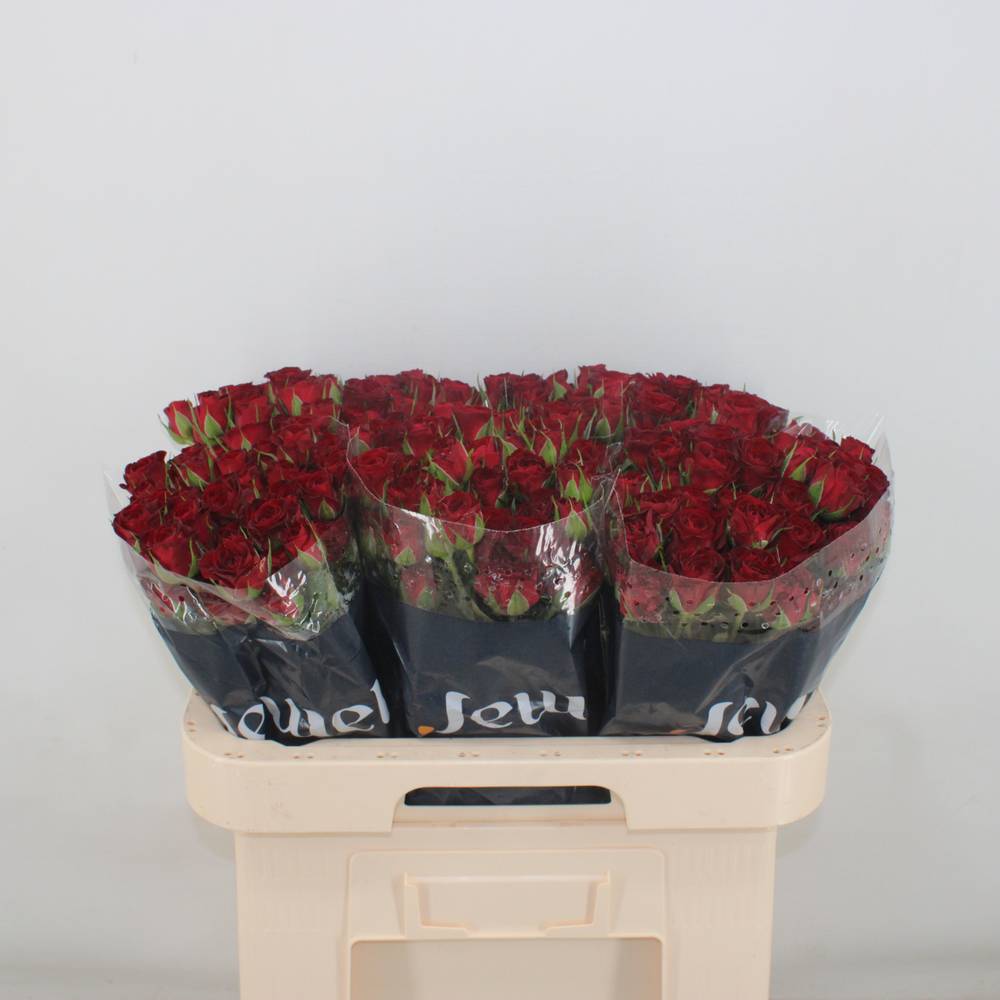 Rose verzweigt dunkel rot Caradonna 5+Blüte 50cm