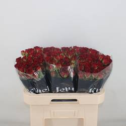 Rose verzweigt dunkel rot Caradonna 5+Blüte 50cm