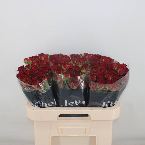 Rose verzweigt dunkel rot Caradonna 5+Blüte 50cm