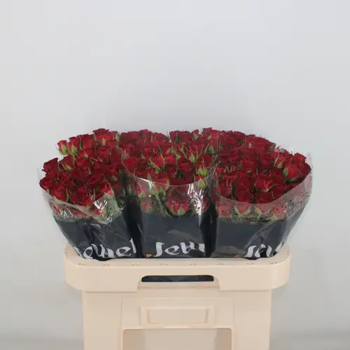 Rose verzweigt dunkel rot Caradonna 5+Blüte 50cm