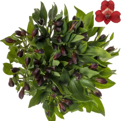 Alstroemerie rot Rumba 90 Gramm 75cm