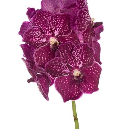 Vanda weinrot Ruby Love 2-3 Stiele 16Blüte