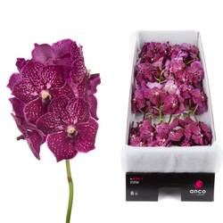 Vanda weinrot Ruby Love 2-3 Stiele 16Blüte