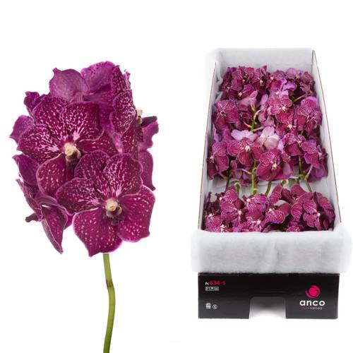 Vanda weinrot Ruby Love 2-3 Stiele 16Blüte