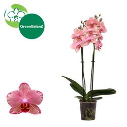 Phal.2-R lila Pirate Picotee T12 H055