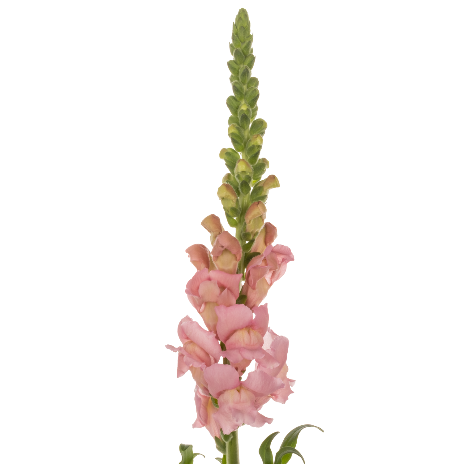 Löwenmaul  rosa Opus Pink 75cm