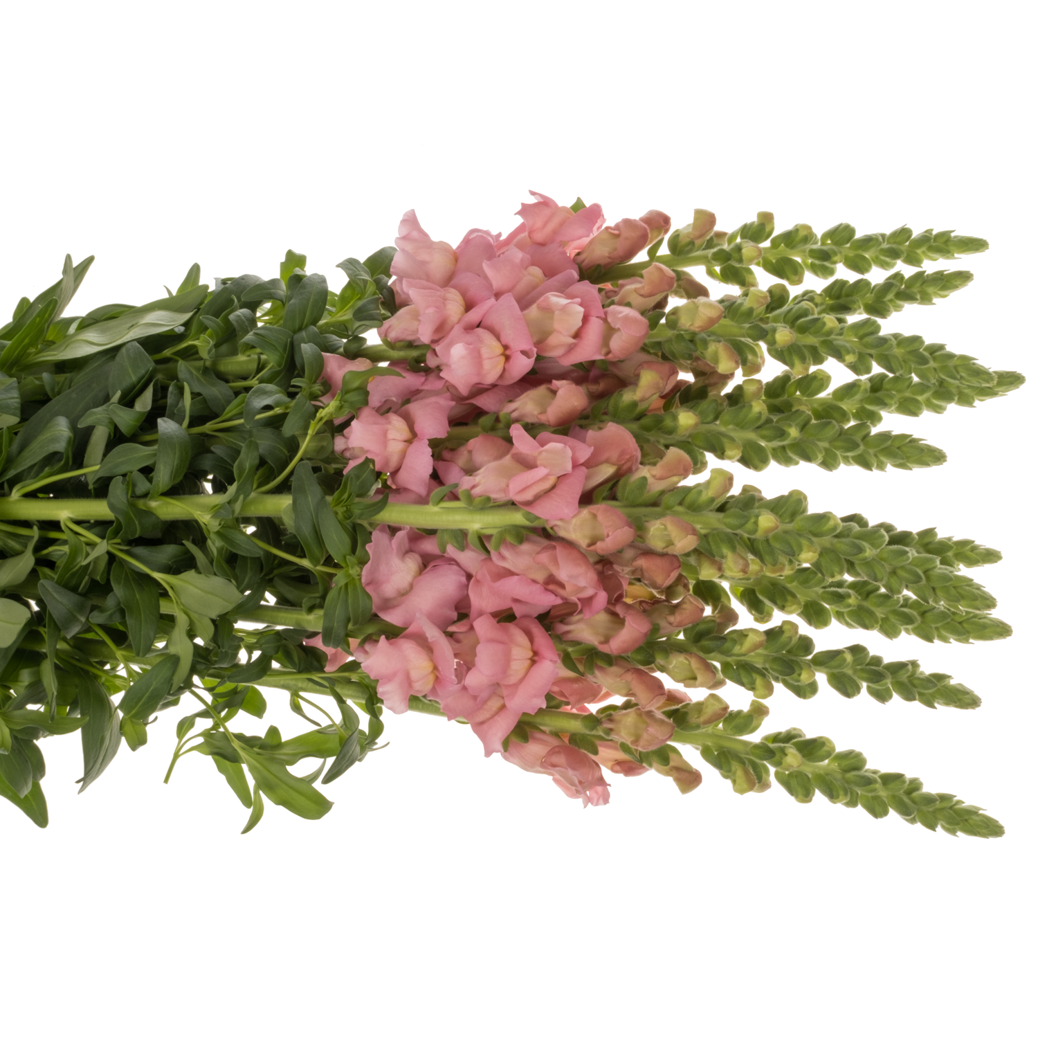 Löwenmaul  rosa Opus Pink 75cm