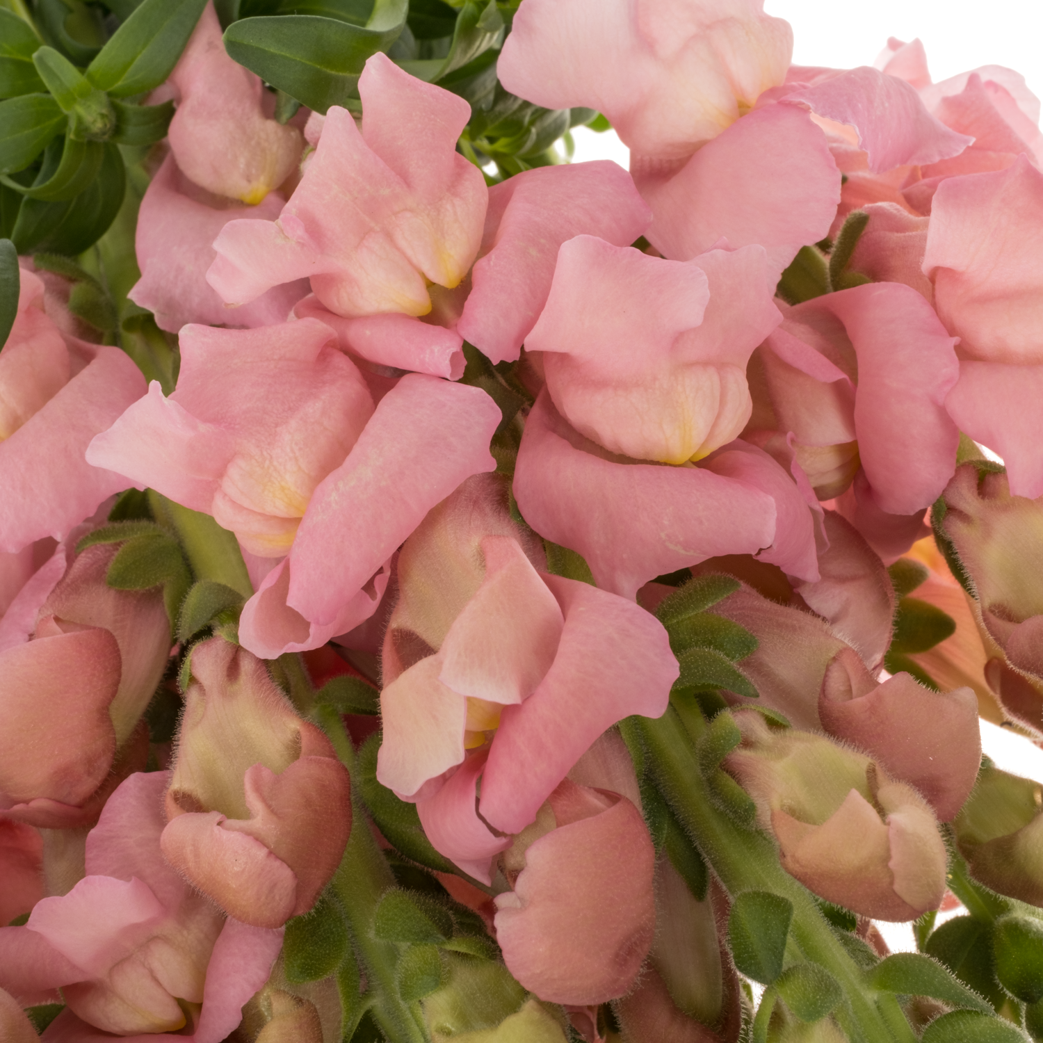 Löwenmaul  rosa Opus Pink 75cm