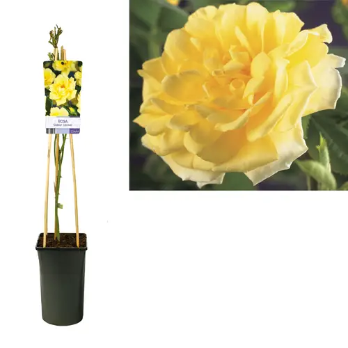 Rosa Kletter gelb Golden Climber T17 H075