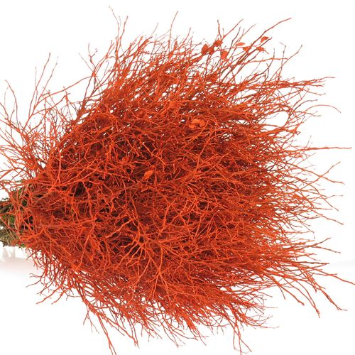 Heidelbeere orange gefärbt