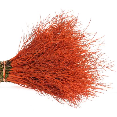 Heidelbeere orange gefärbt