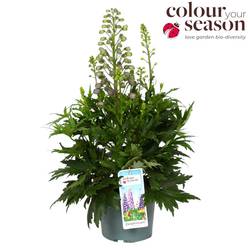 Delphinium lila Breezin T19 H050