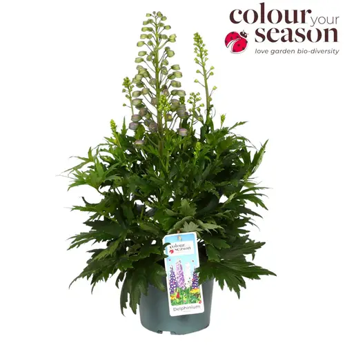Delphinium lila Breezin T19 H050