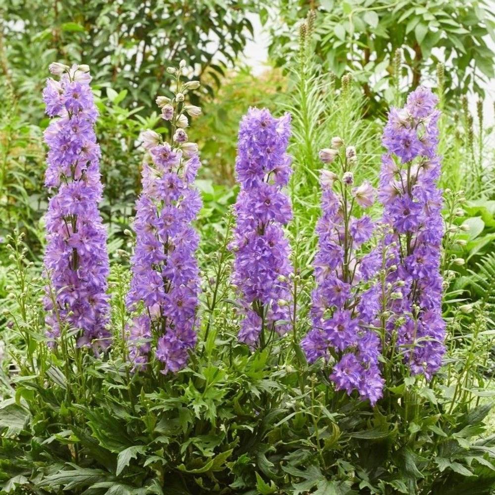 Delphinium lila Breezin T19 H050
