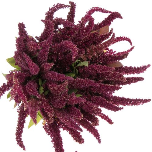 Amaranthus stehend rot Pygmy 50cm