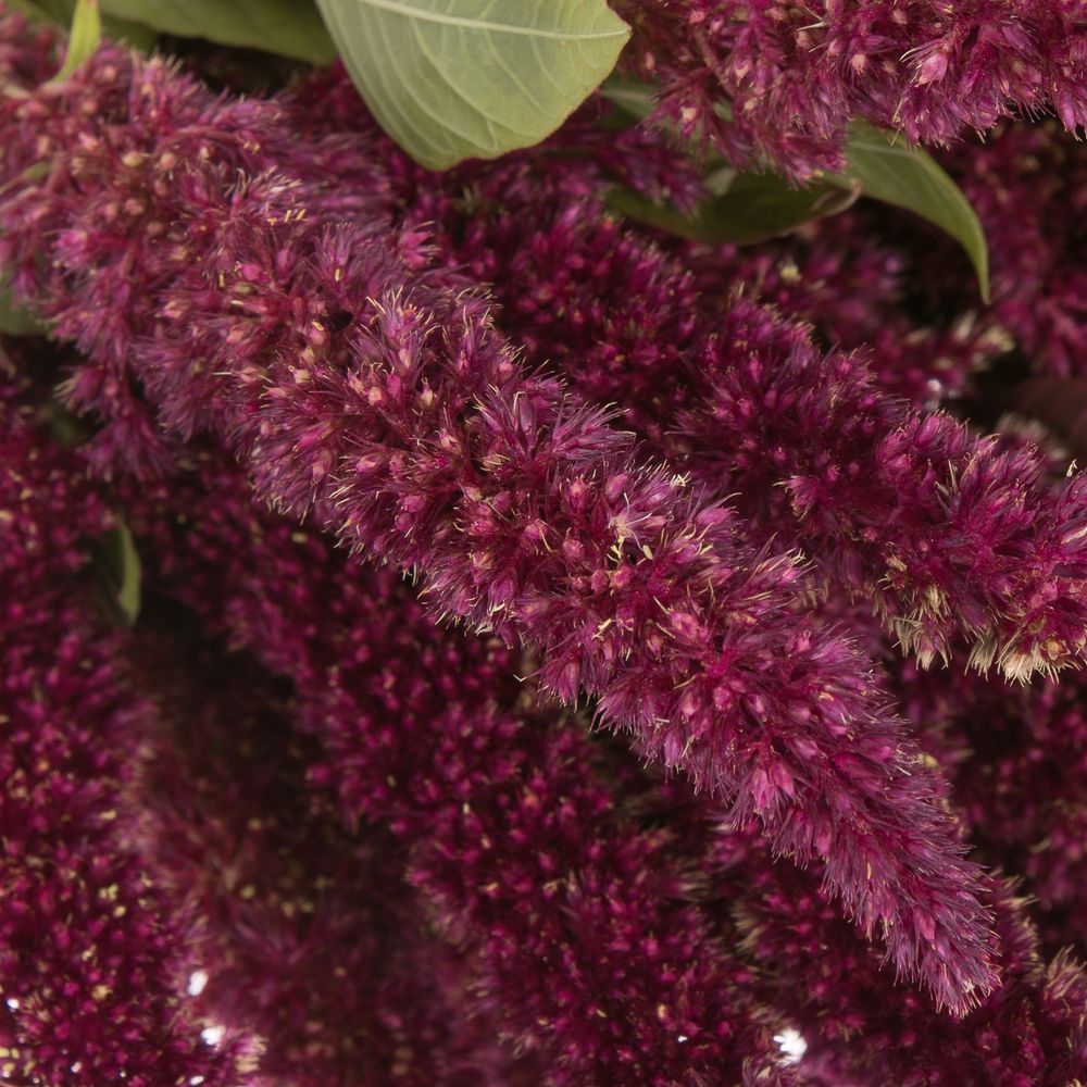 Amaranthus stehend rot Pygmy 50cm