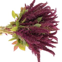 Amaranthus stehend rot Pygmy 50cm