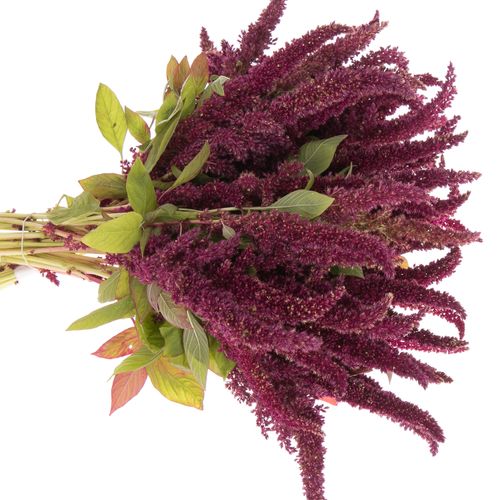 Amaranthus stehend rot Pygmy 50cm