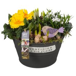 Zwiebel.Arr mix PTBM1433 T23 H25