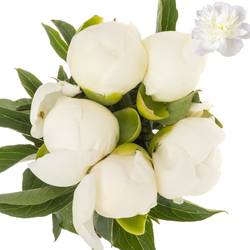 Pfingstrose weiss Duchesse etwas offen 40cm