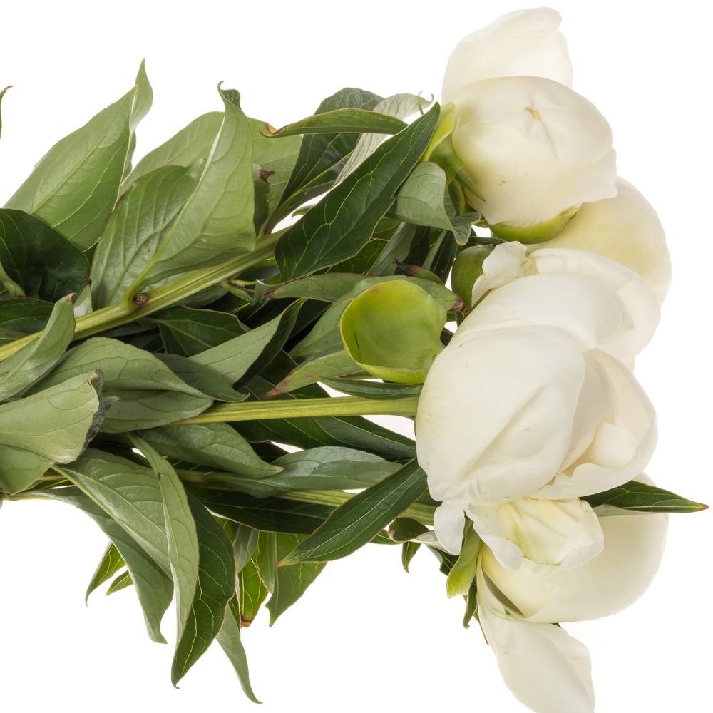 Pfingstrose weiss Duchesse etwas offen 40cm