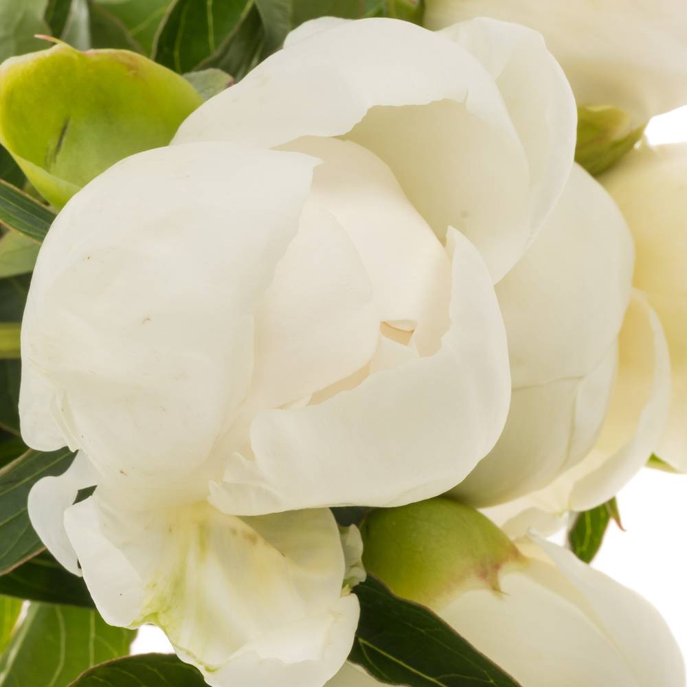 Pfingstrose weiss Duchesse etwas offen 40cm