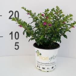 Cuphea lila T11 H15 Hyssopifolia