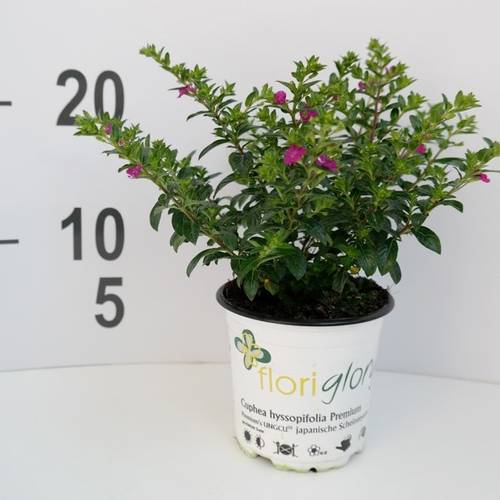 Cuphea lila T11 H15 Hyssopifolia