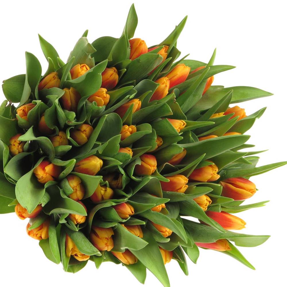 Tulpe orange/gelb Bombita 40 Gramm