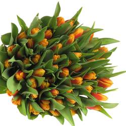 Tulpe orange/gelb Bombita 40 Gramm