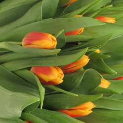Tulpe orange/gelb Bombita 40 Gramm