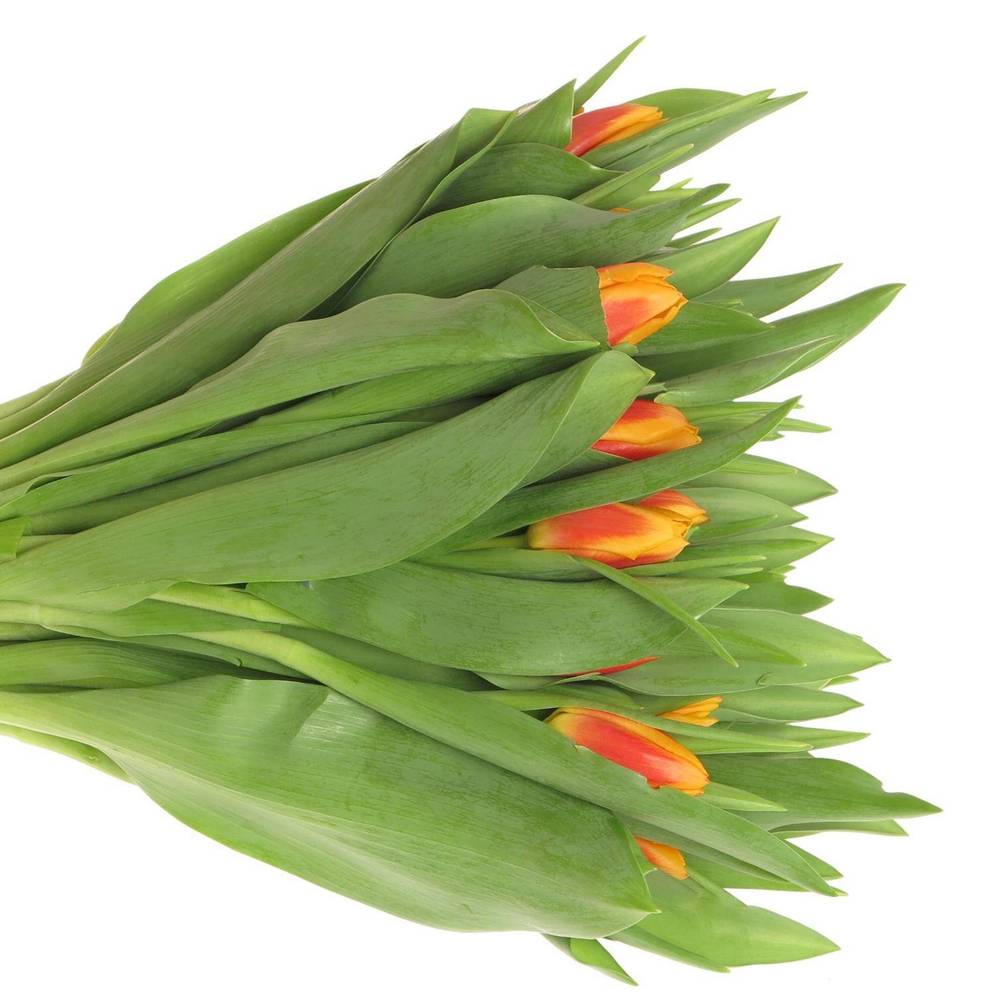 Tulpe orange/gelb Bombita 40 Gramm
