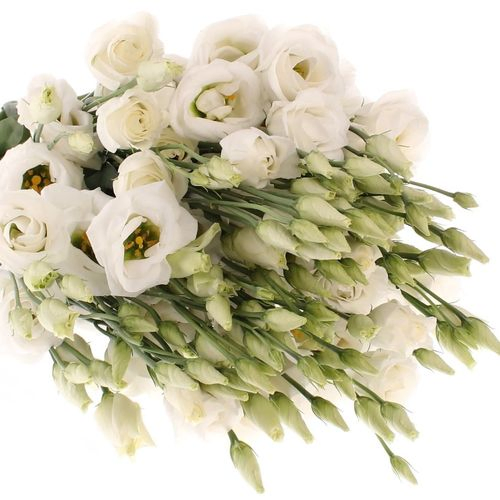 Lisianthus weiss Prime 5+Blüte 70cm